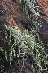 Pinguicula robertiana