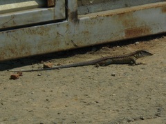 Ameiva praesignis