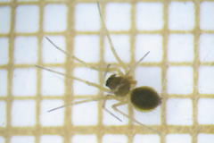 Trichoncus helveticus