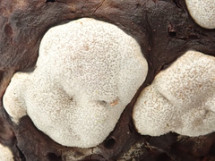 Trichoderma pulvinatum