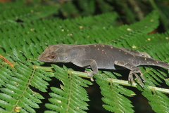 Anolis johnmeyeri