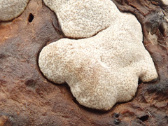 Trichoderma pulvinatum