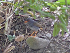 Catharus aurantiirostris
