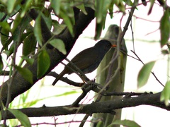 Catharus aurantiirostris
