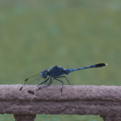 Diplacodes trivialis