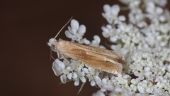Eucosma obumbratana