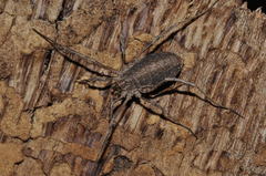 Odiellus troguloides