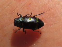 Chrysobothris chrysoela