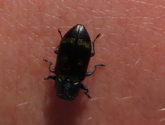 Chrysobothris chrysoela