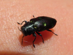 Chrysobothris chrysoela