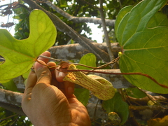 Aristolochia trilobata