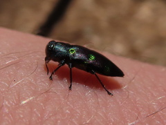 Chrysobothris chrysoela