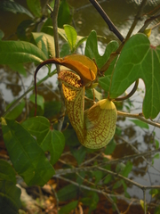 Aristolochia trilobata
