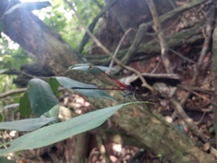 Hetaerina rosea