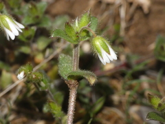 Cerastium pumilum