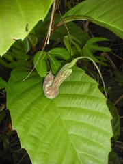 Aristolochia trilobata