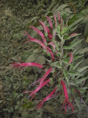 Lobelia laxiflora