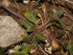 Cerastium pumilum