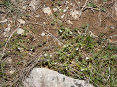 Cerastium pumilum