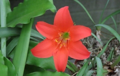 Cyrtanthus sanguineus
