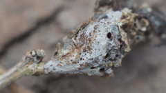 Neuroterus quercusbatatus