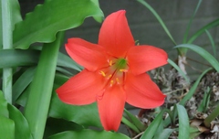 Cyrtanthus sanguineus