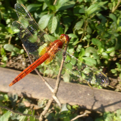 Crocothemis servilia