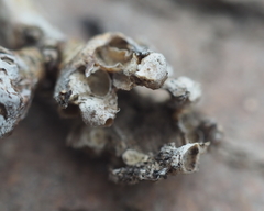 Neuroterus quercusbatatus