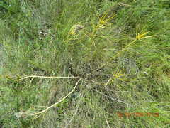 Euphorbia stepposa
