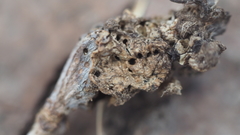 Neuroterus quercusbatatus