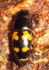 Glischrochilus fasciatus