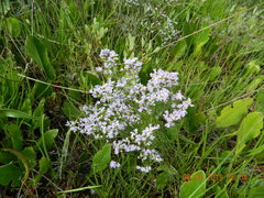 Limonium caspium