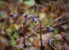 Helleborus purpurascens