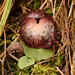 Bristly Helmet Orchid - Photo (c) izakschoon, some rights reserved (CC BY-NC), uploaded by izakschoon