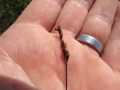 Drosera rotundifolia image