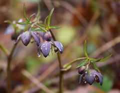 Helleborus purpurascens