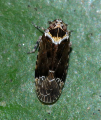 Plectoderini