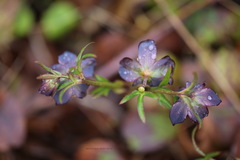 Helleborus purpurascens