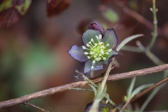 Helleborus purpurascens