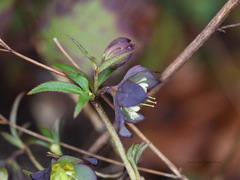 Helleborus purpurascens