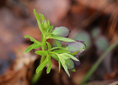 Helleborus purpurascens