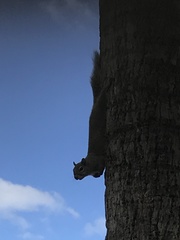 Sciurus carolinensis
