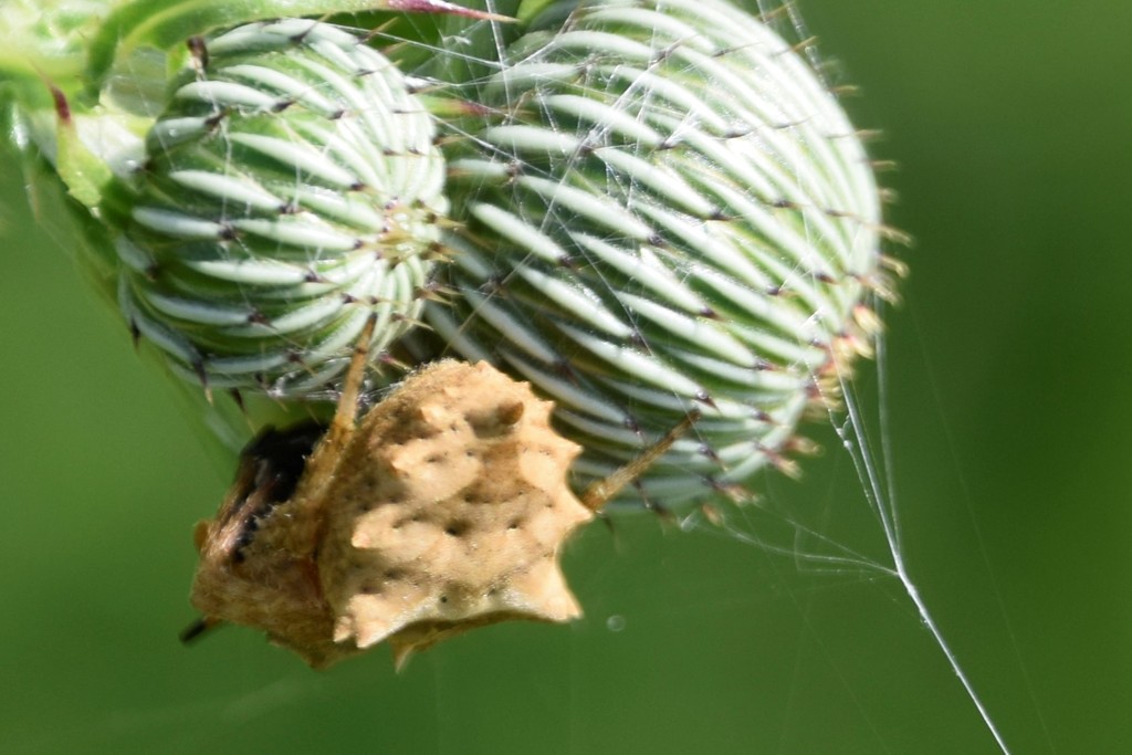 Star-bellied Orb-web Spiders From Crooked Lake Wea On March 15, 2021 By ...