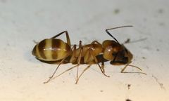 Camponotus festinatus
