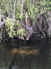 Butorides virescens image