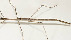 Sipyloidea whitei