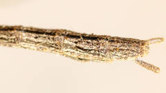Sipyloidea whitei