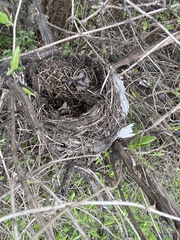 Neotoma floridana