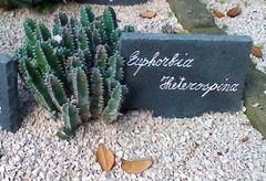 Euphorbia heterospina