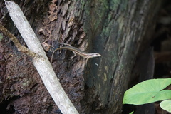 Trachylepis sechellensis